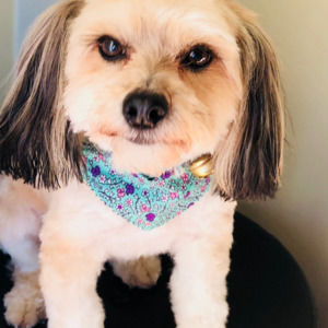 Meet your Posher, Christine